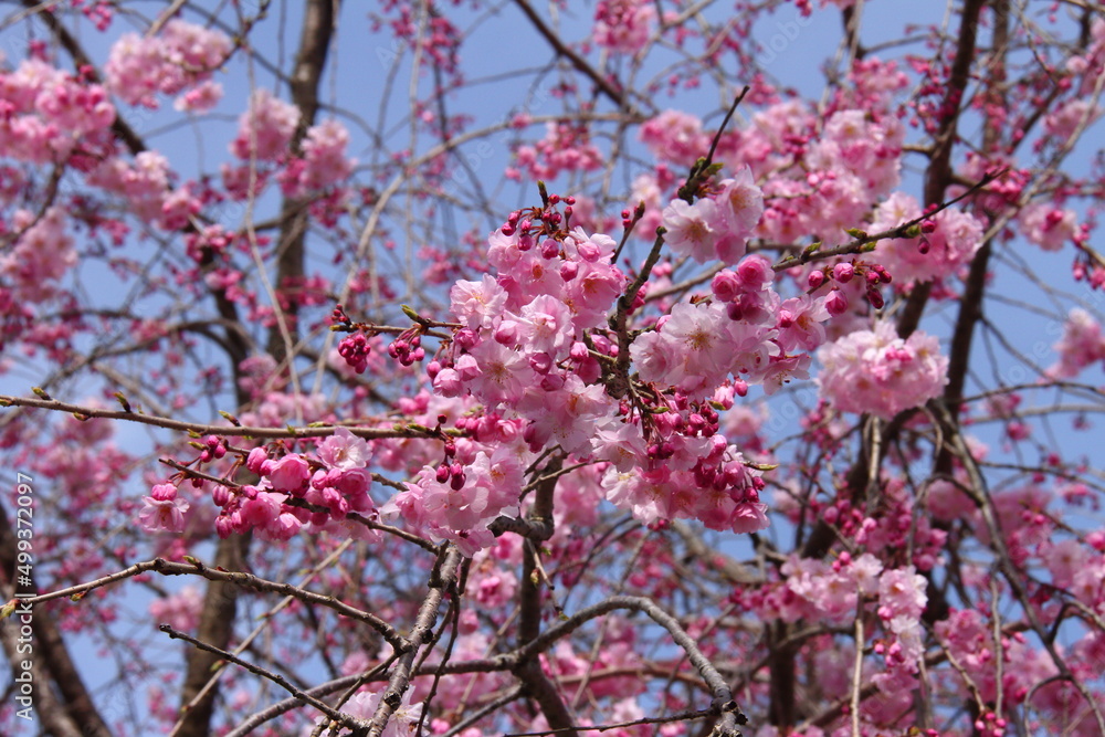 桜246 桜246
