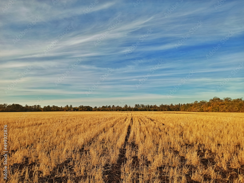 Field with grain ears spring revival of nature infinity amazement Field with grain ears spring revival of nature infinity amazement