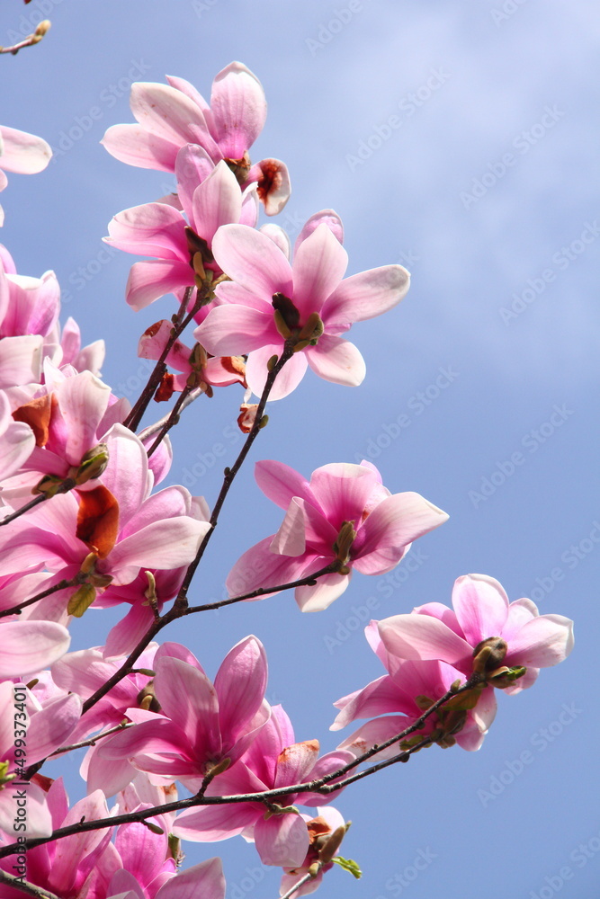 Obraz premium シモクレン01