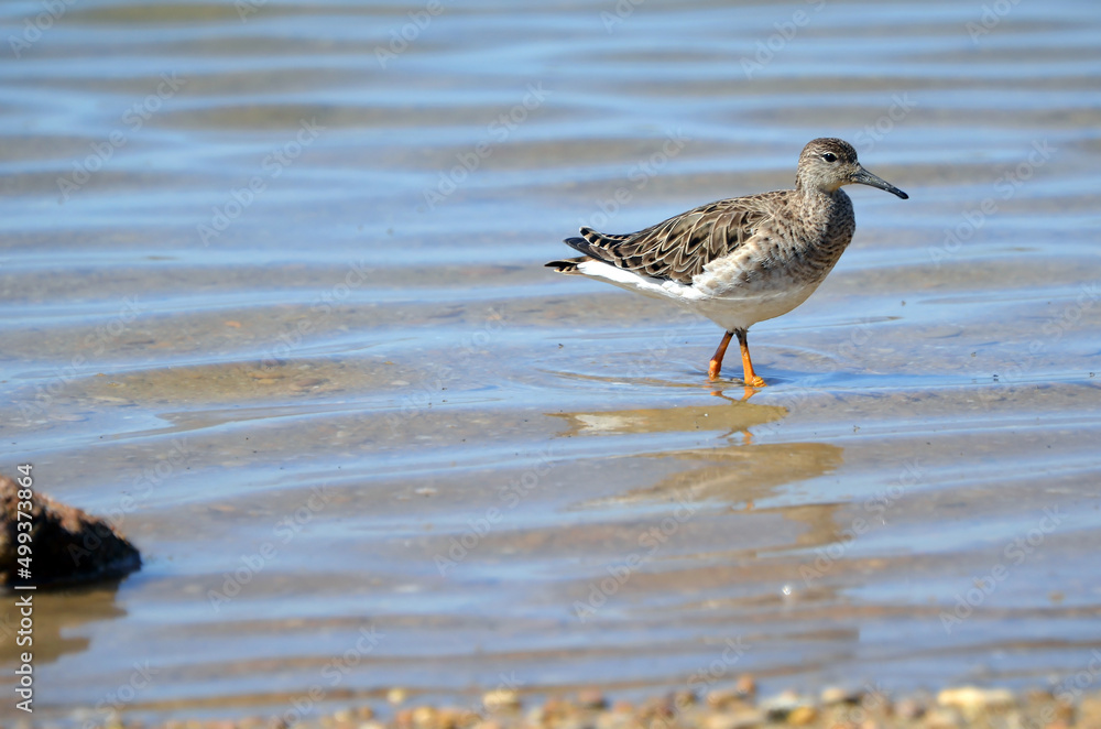 A portrait of the ruff bird A portrait of the ruff bird