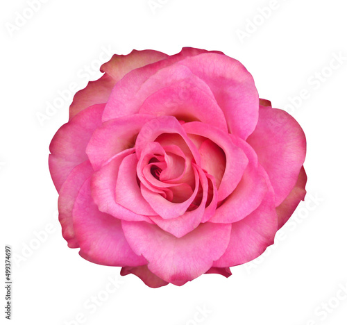Single pink rose flower isolated on white background.