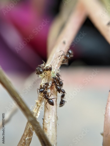 dragonfly on a branch