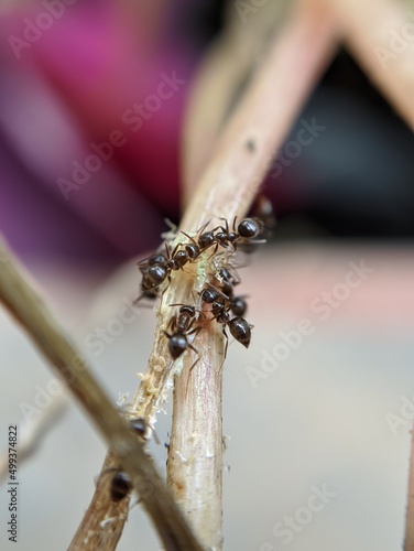 dragonfly on a leaf