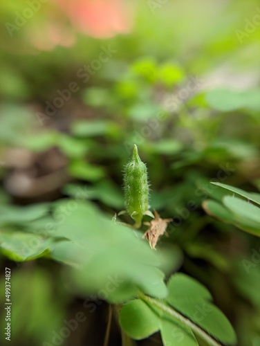 green caterpillar on a leaf