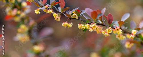 barberry flowers  in spring  photo