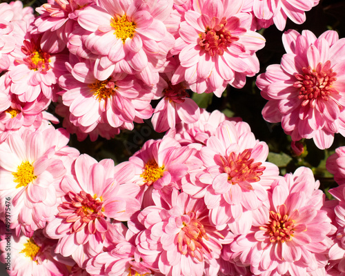 Bright pink chrysanthemum flowers top view close up, as a natural background