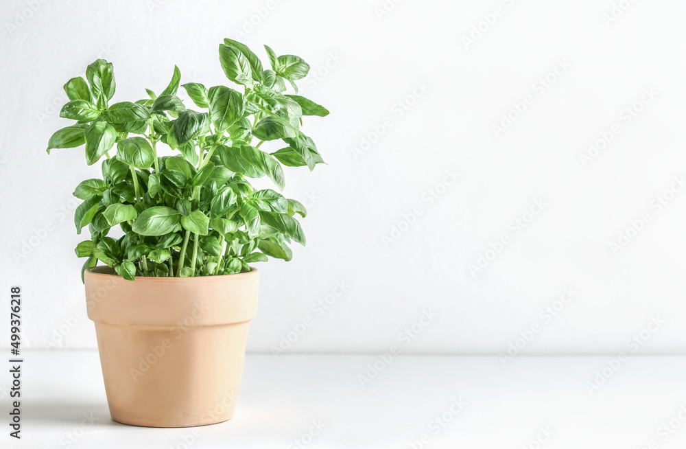 Basil potted in terracotta plant pot on white table at wall background. Cooking ingredient with fresh Mediterranean herbs. Front view with copy space.