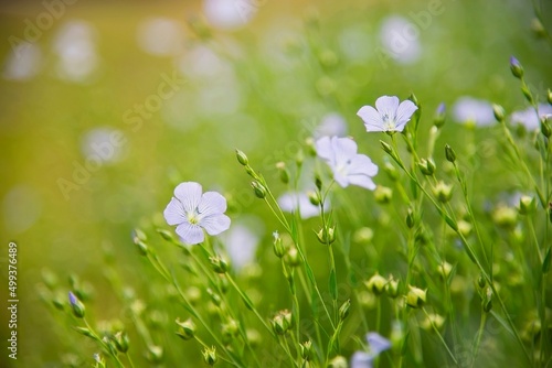 Small white lovely flower with field meadow nature flower background