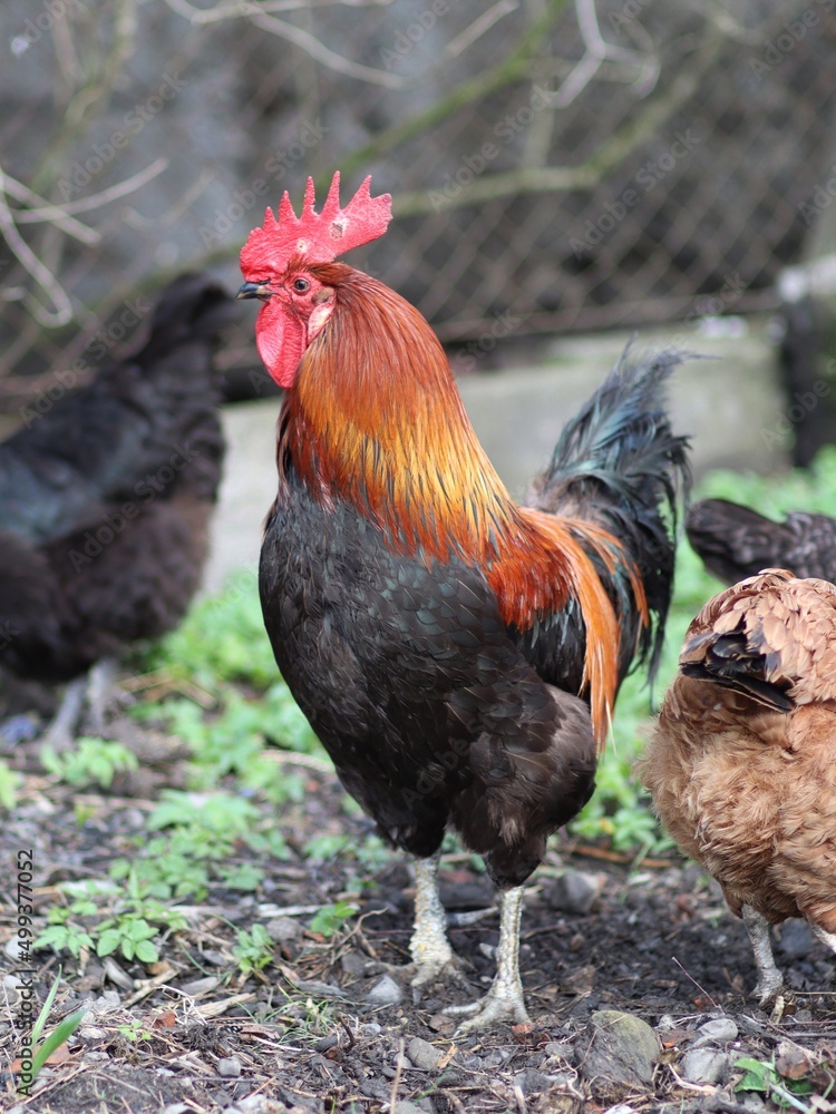 Fototapeta premium Kogut pilnujący kur na podwórku