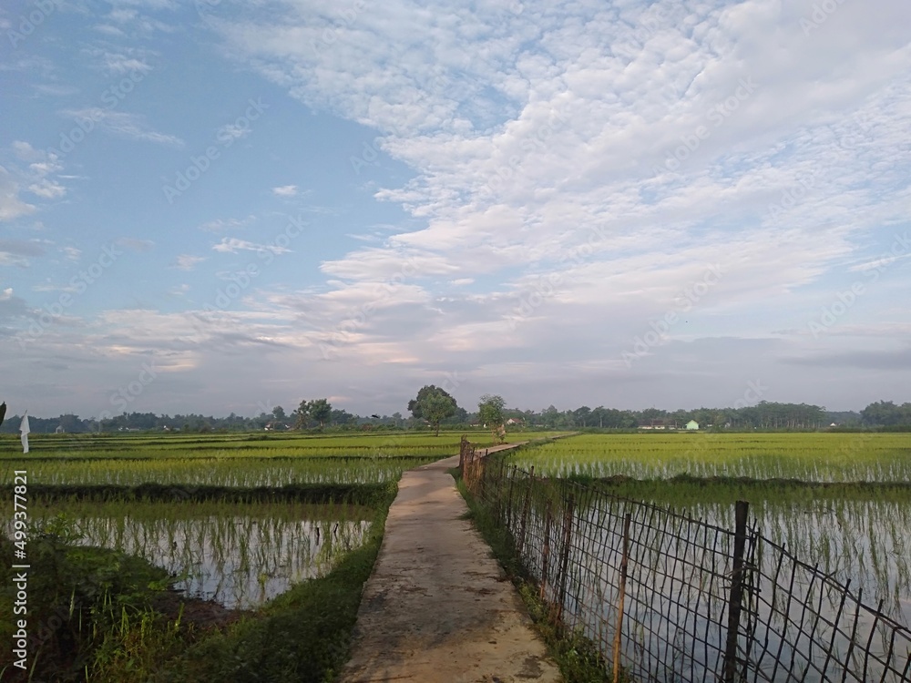 sunrise over rice field 