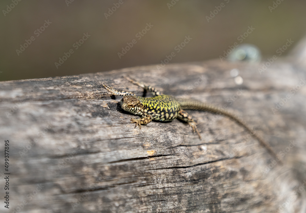 detail of a lizard detail of a lizard