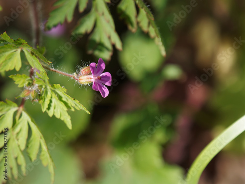 Obraz na płótnie roundleaf geranium or geranium rotundifolium small flowers