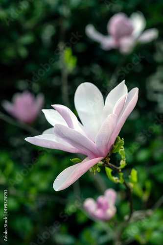 Japanese magnolia tree in flower Magnolia soulangeana photo