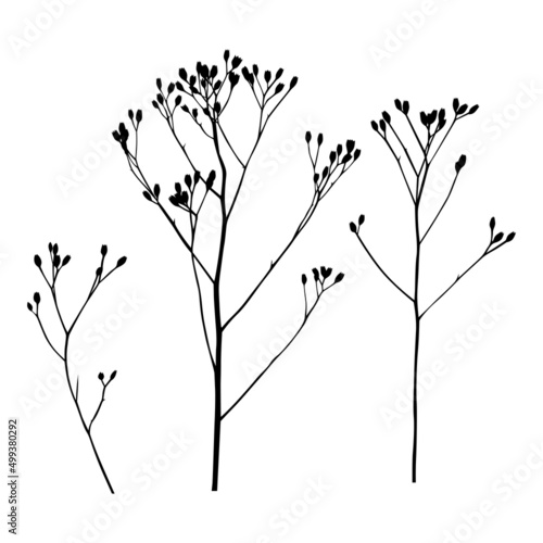 Dried flower icon set