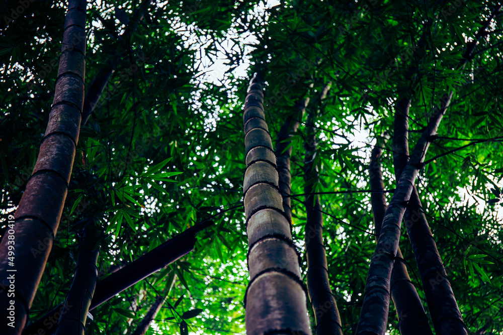 Fototapeta premium Big and tall bamboo tree in the forest in color dark green forest tone.