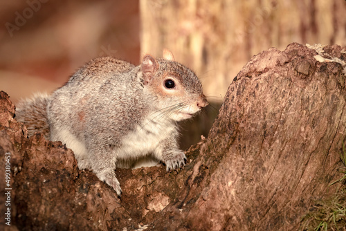 Grey squirrel, sciurus carolinensis, sat on fallen tree trunk with natural background © Martin and Dawn Q
