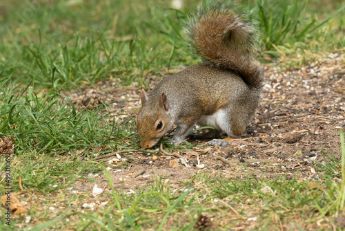 Grey squirrel, sciurus carolinensis, searching through fallen bird seed for peanuts