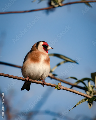 Goldfinch, Carduelis carduelis, perched on Buddelia branch against blue sky