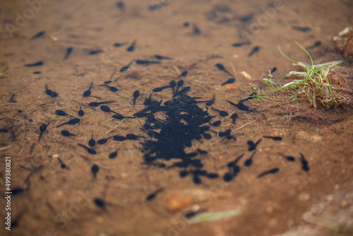 Tad poles swimming in shallow water