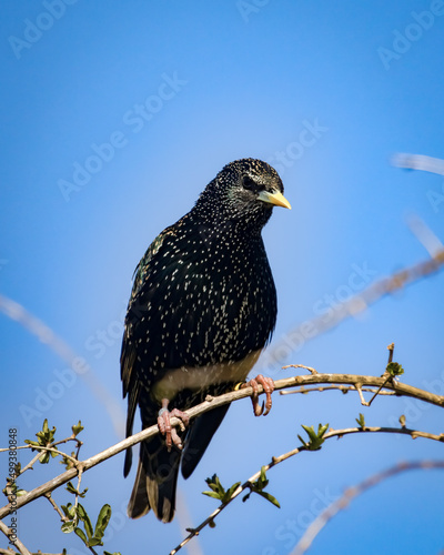 Vibrant Starling, Sturnus vulgaris, perched on Goji vine against blue sky