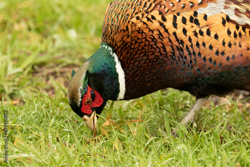 Male Ring necked Pheasant, phasianus colchicus, head shot searching for food in the Spring grass
