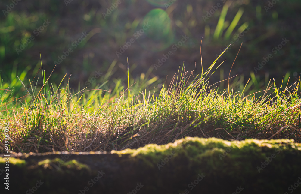 grass in the morning grass in the morning
