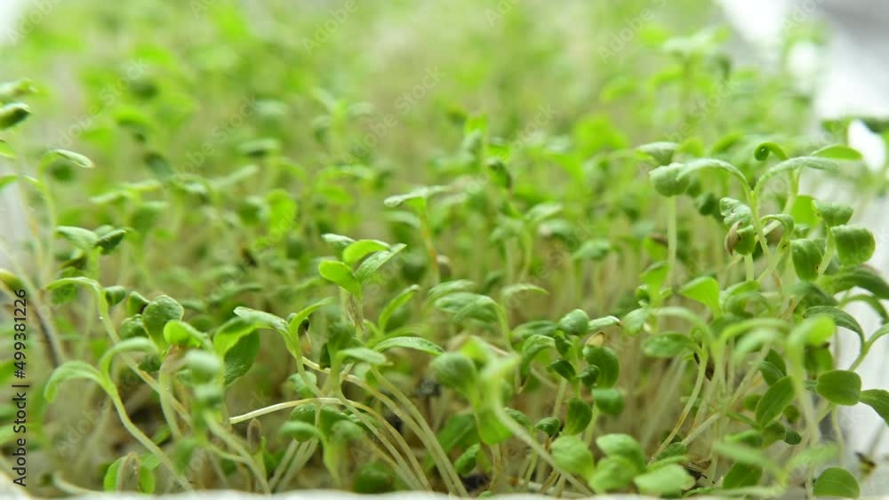 Growing fresh micro greens, raw sprouts in greenhouse home conditions. The concept of a healthy lifestyle and diet. Microgreen sprouts, superfood, eco food. Macro shoot Growing fresh micro greens, raw sprouts in greenhouse home conditions. The concept of a healthy lifestyle and diet. Microgreen sprouts, superfood, eco food. Macro shoot