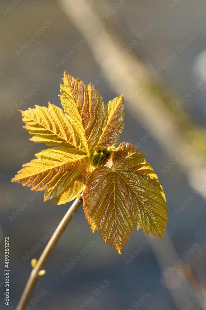 autumn leaves on the tree autumn leaves on the tree