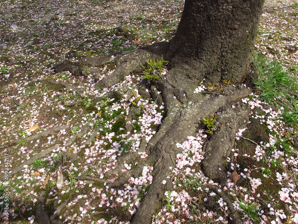木漏れ日の当たる桜の花びら散る古木の桜の根元風景 木漏れ日の当たる桜の花びら散る古木の桜の根元風景