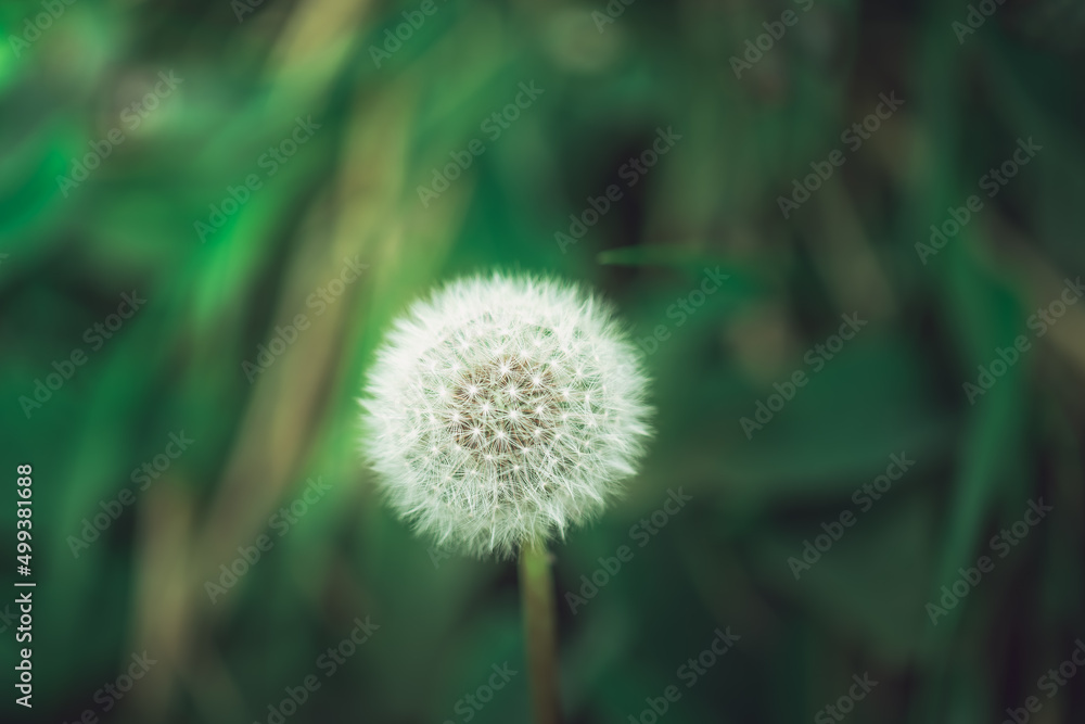 dandelion seed head vibrant blue background 