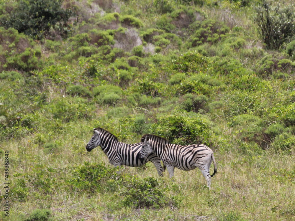 Naklejka premium Zebra's