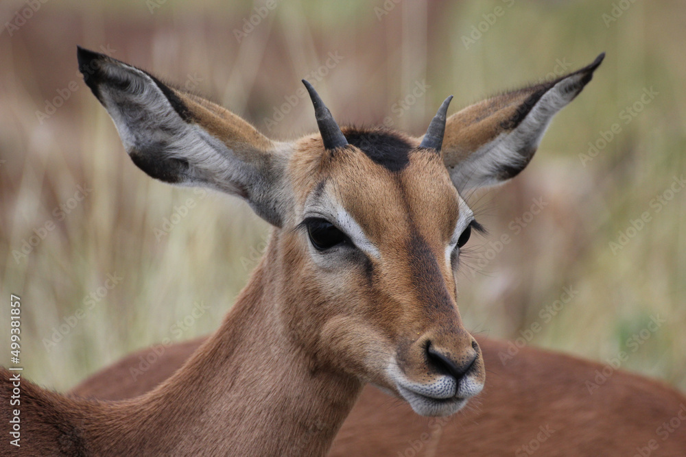 Young Impala Young Impala