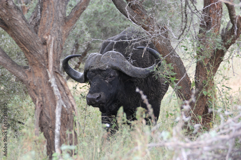 Fototapeta premium Buffalo