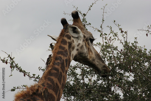 Photography Giraffe