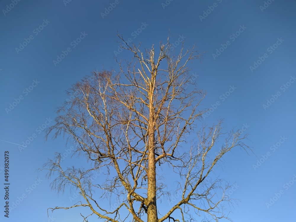 dry tree branches on a background of blue sky in autumn in a daytime.