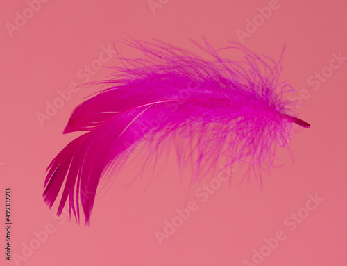 Pink feather isolated on a pink background. © schankz