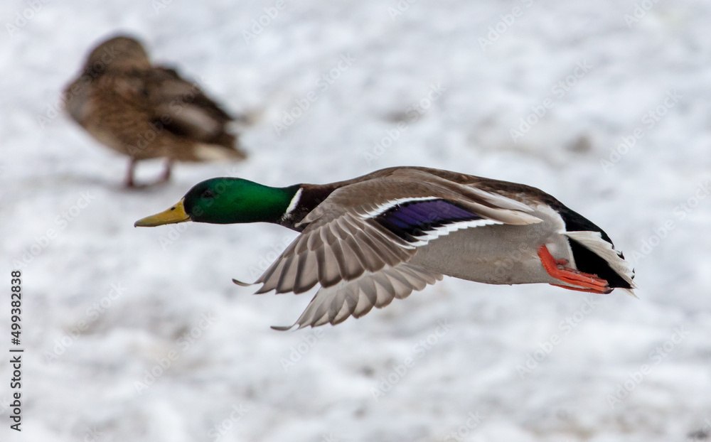 Duck in flight over snow in winter. Duck in flight over snow in winter.