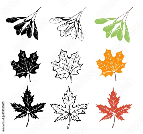 Canvas Print Maple leaves and seeds outline, in silhouette and colorful isolated on white background