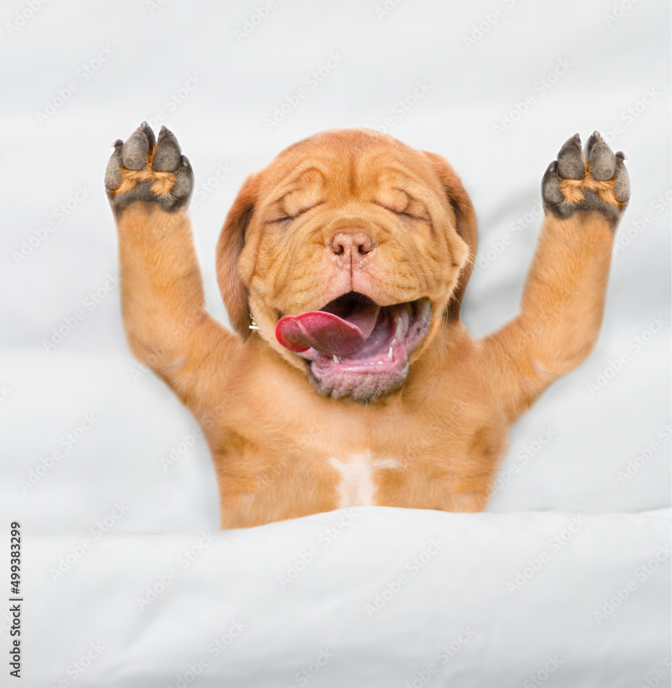 Funny Mastiff puppy sleeps with open mouth and tongue out under white