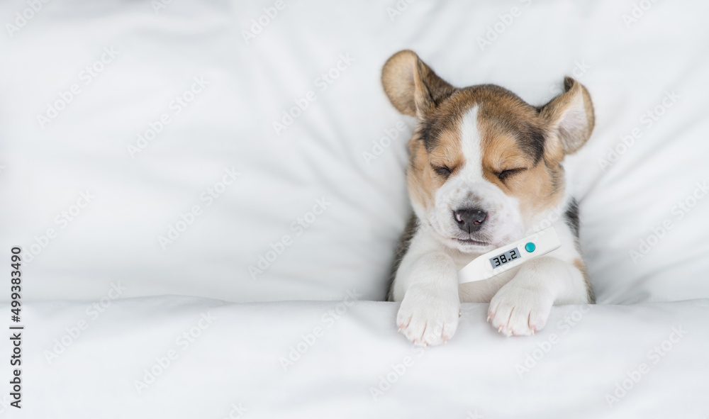 Sick Beagle puppy with thermometer sleeps under warm blanket on a bed at home. Top down view. Empty space for text Sick Beagle puppy with thermometer sleeps under warm blanket on a bed at home. Top down view. Empty space for text