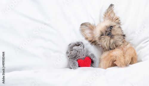 Cute pets. Funny Brussels Griffon puppy lying with young kitten under white warm blanket on a bed at home. Cat holds red heart. Top down view. Empty space for text