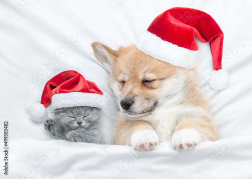 Cute kitten and Corgi puppy wearing santa hats sleep together under a white blanket on a bed at home. Top down view