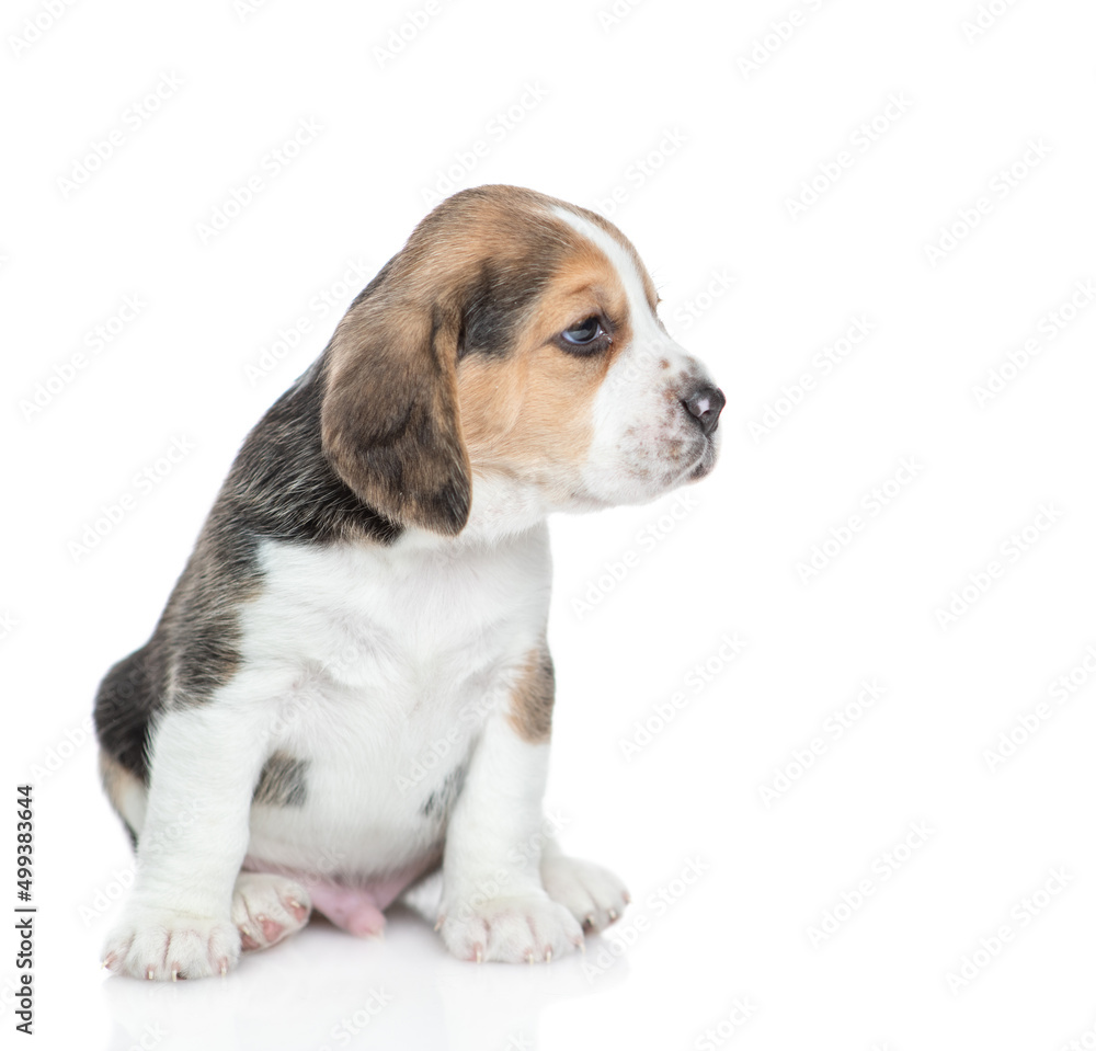 Young Beagle puppy sits in profile and looks away. isolated on white background