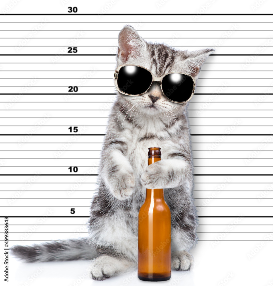 Bad cat wearing sunglasses holding bottle of wine is caught committing a crime - obrazy, fototapety, plakaty 
