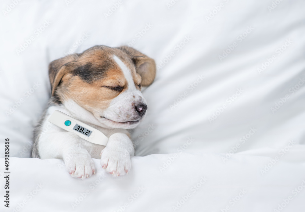 Sick Beagle puppy with thermometer sleeps under warm blanket on a bed at home. Top down view. Empty space for text