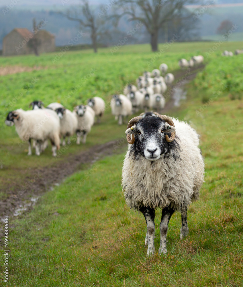 Selective focus of a defiant Swaledale ewe leading a large flock of sheep behind her. Facing forward. Yorkshire Dales, UK. Portrait. Space for copy. Selective focus of a defiant Swaledale ewe leading a large flock of sheep behind her. Facing forward. Yorkshire Dales, UK. Portrait. Space for copy.
