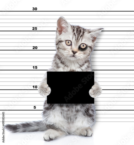 Bad cat with a black eye holding black board is caught committing a crime