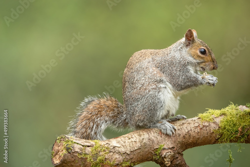 Close up of a Grey Squirrel in Spring time. Sat on a branch facing right and eating a nut. Clean, green background. Scientific name: Sciurus carolinensis. Copy space.