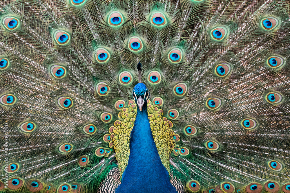 Obraz premium Peacock spreads colorful tail feathers