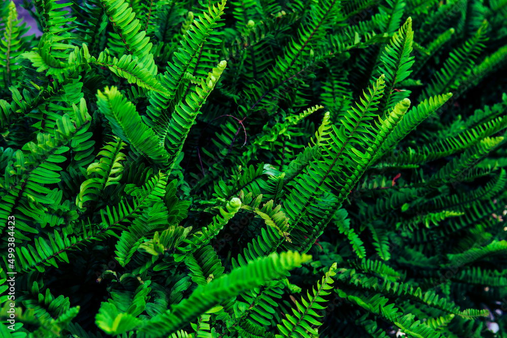 Fern leaf bush in green color for nature background.